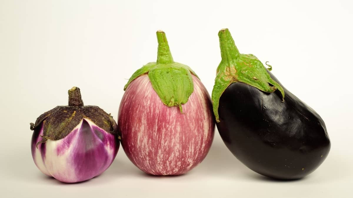 Best Varieties Of Eggplant For Container Gardening - Choose The Best 1