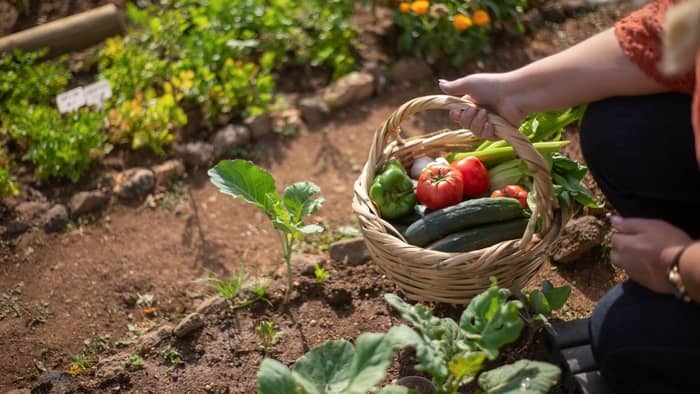 Why gardening is good for older adults