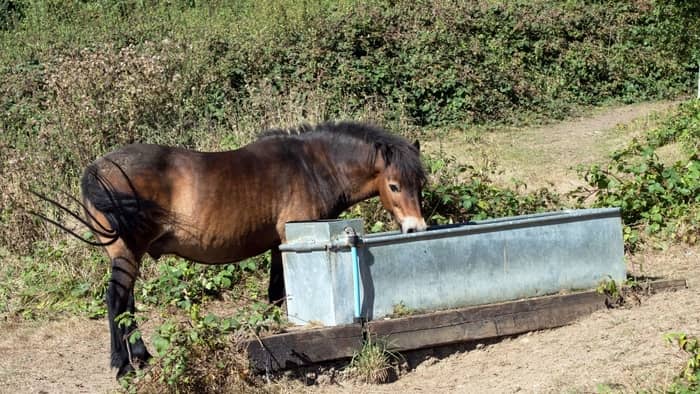  Can you plant vegetables in a horse trough?