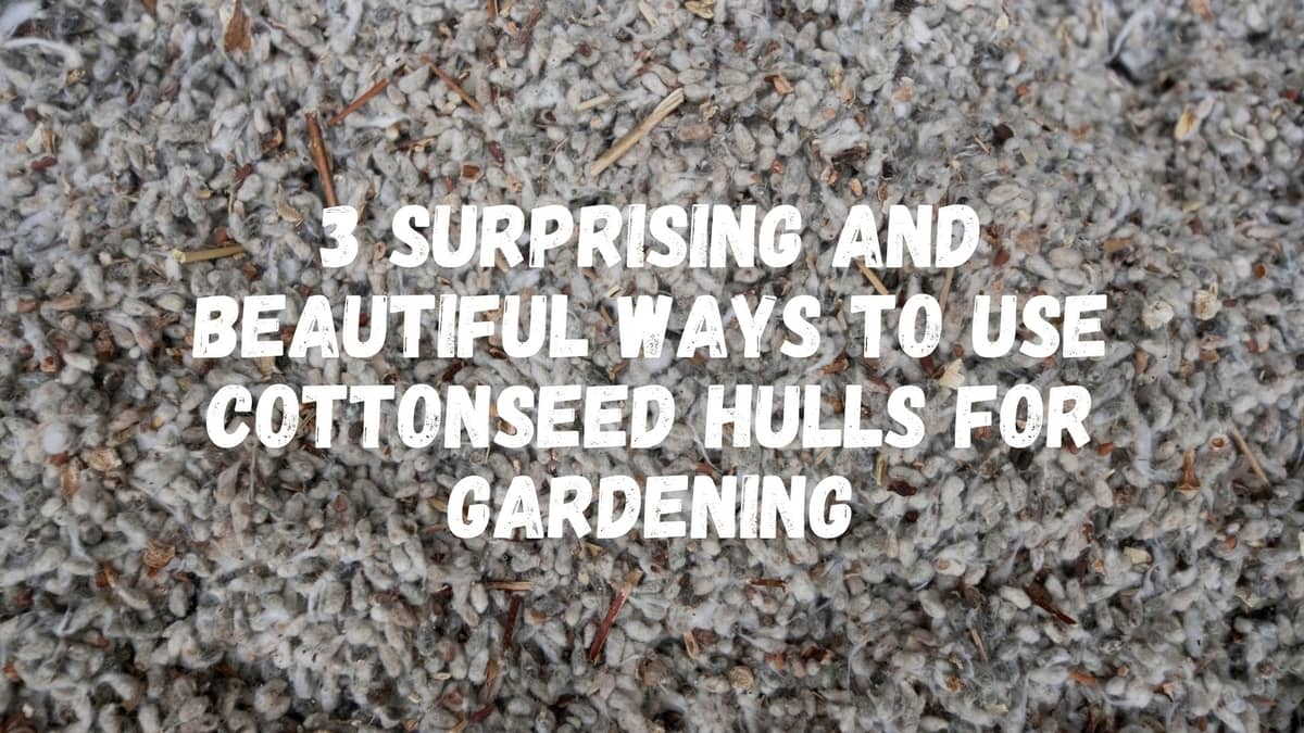 Cottonseed Hulls For Gardening