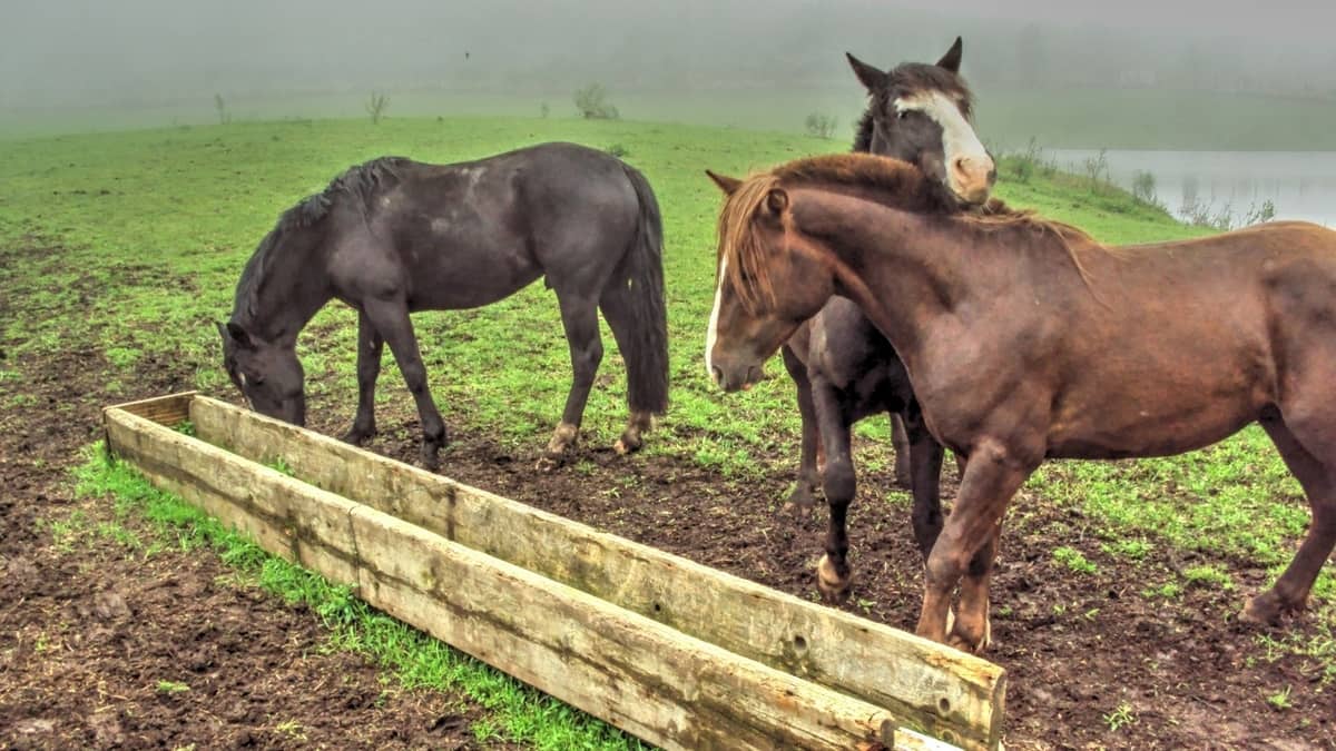 Horse Troughs For Gardening