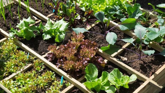  What is the best state for year-round gardening?
