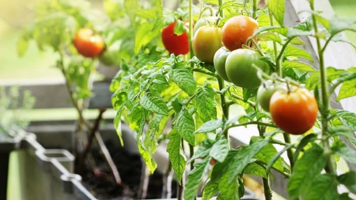  best state for gardening vegetables
