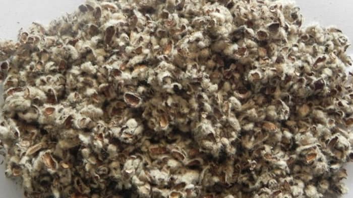  cottonseed hull compost