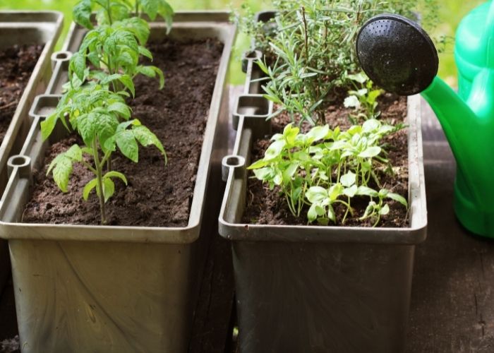  How do you fertilize vegetables in containers