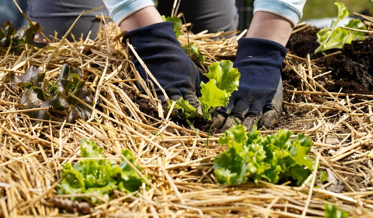 Organic Fertilizer For Straw Bale Gardening – The Best 6 Tips For Organic Gardening