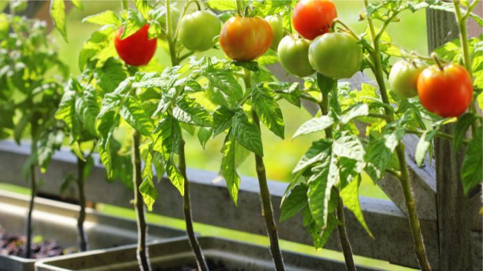  How do you support container tomatoes?