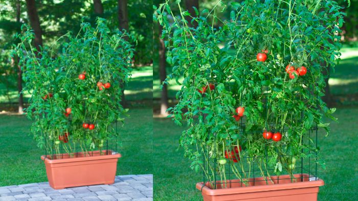  What cage is best for tomatoes?