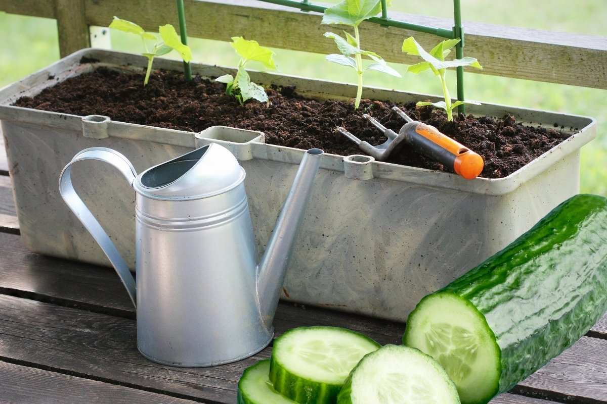The 5 Best Cucumbers For Container Gardening