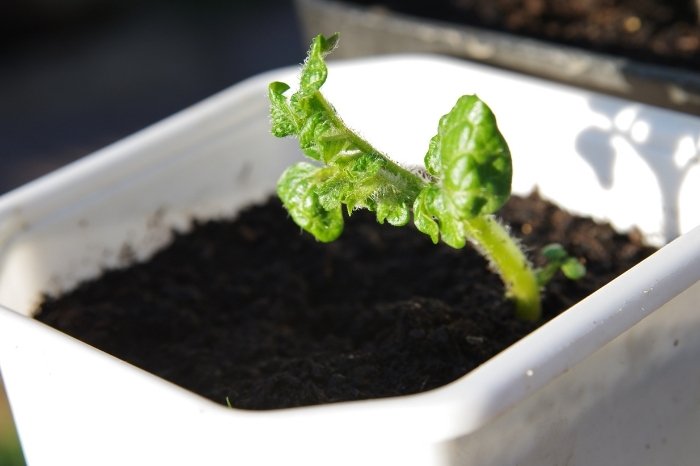 Tips For Growing Cucumbers In Containers